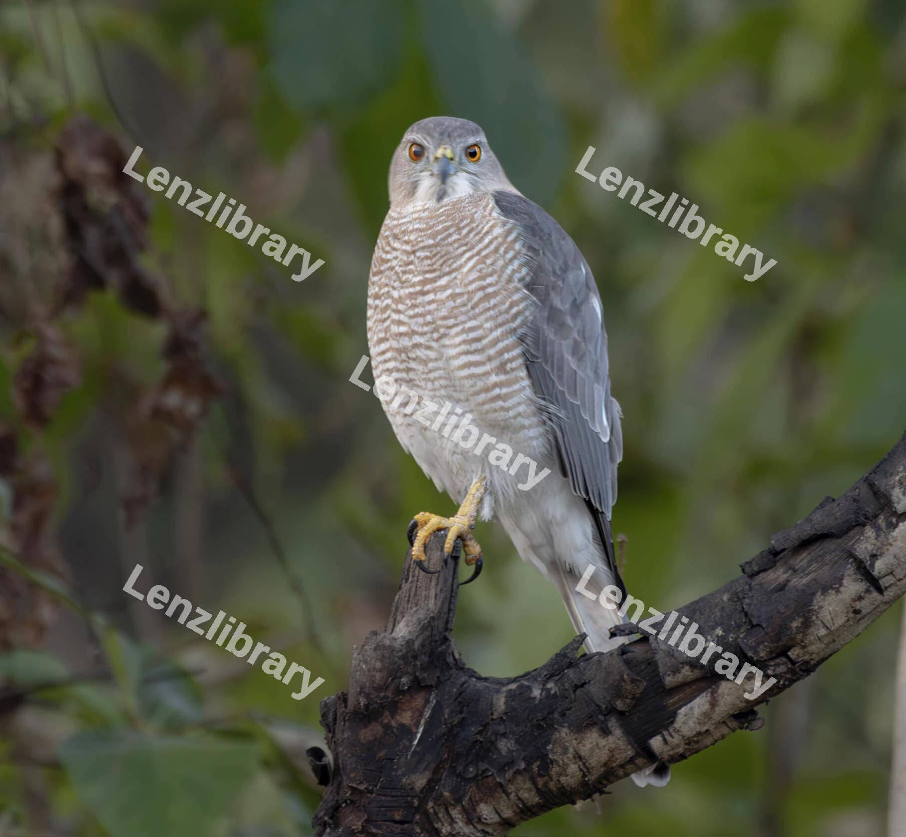Wood Owl
